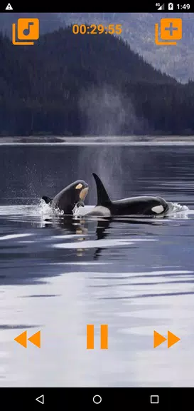 Whales songs to sleep স্ক্রিনশট 1