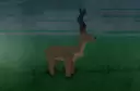 Geyik