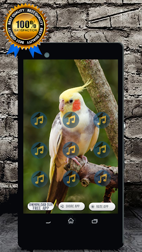Cockatiel Singing : Cockatiel Sounds应用截图第2张