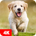 Dog Wallpapers & Puppy 4K