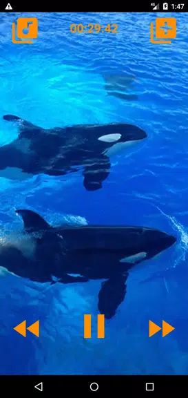Whales songs to sleep স্ক্রিনশট 0