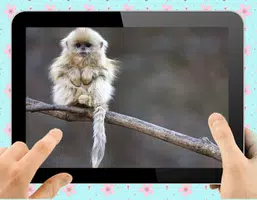 Baby Monkey Captura de pantalla 2